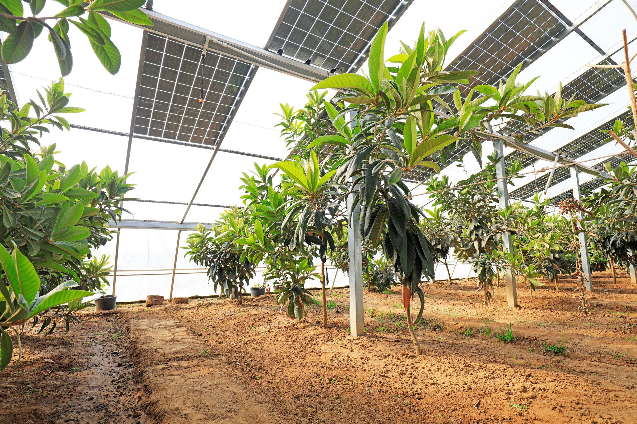 Loquat in Solar photovoltaic greenhouse-1136551241